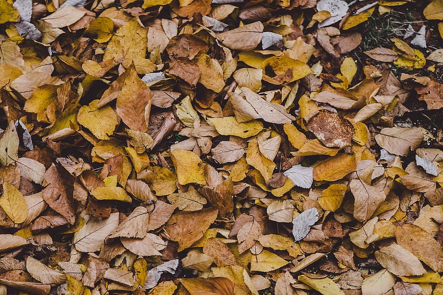 autumn leaf covered ground, dried brown leaves on ground, fall HD wallpaper