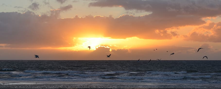 flight of Seagull above body of water, sunset, sky, ocean, beach HD wallpaper