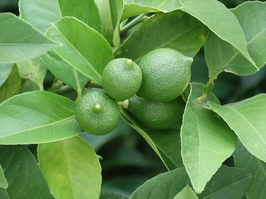 lemons, greece, plant part, leaf, green color, growth, fruit HD wallpaper