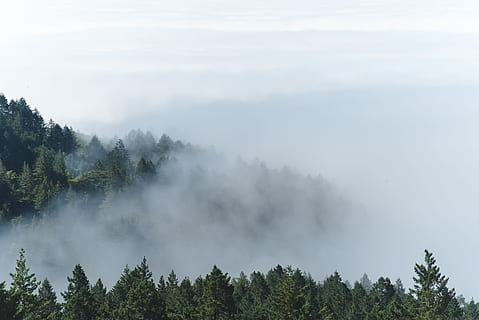 aerial photography of foggy forest, foggy green forest, Pinus HD wallpaper