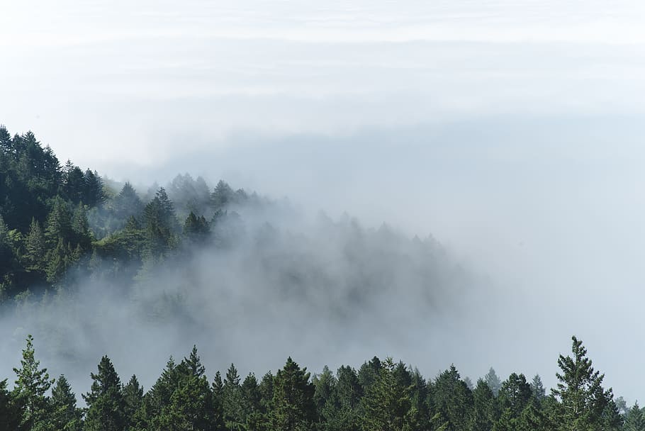 aerial photography of foggy forest, foggy green forest, Pinus