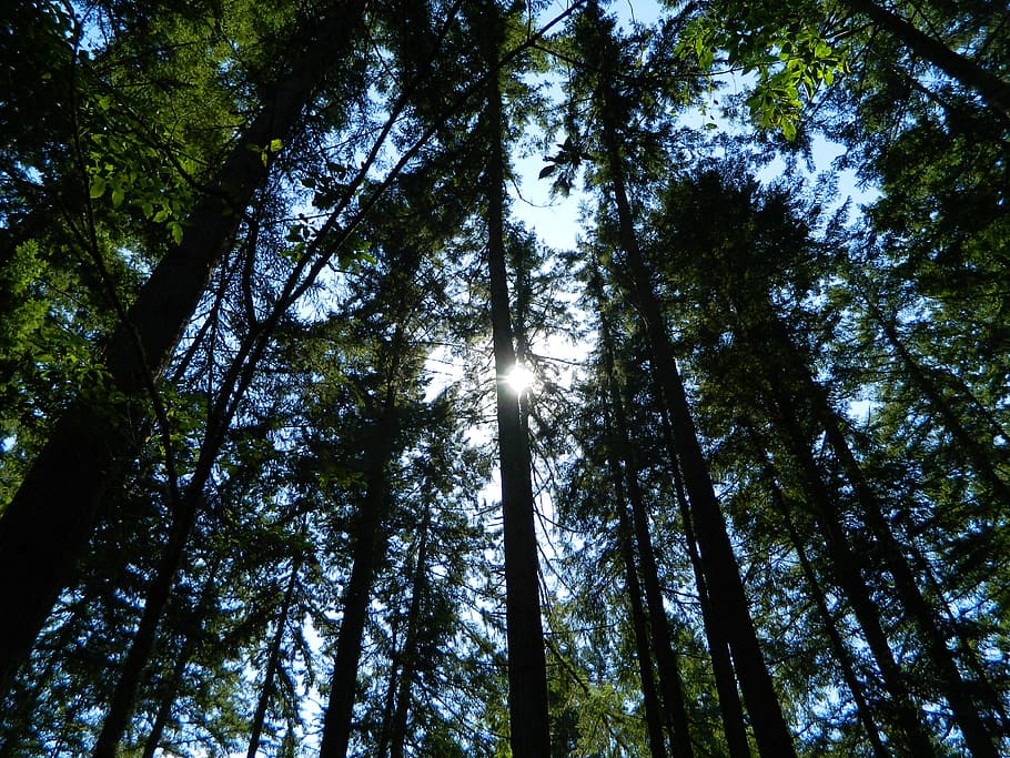 forest, light, sunlight, nature, tree, sunshine, peaceful, branches HD wallpaper