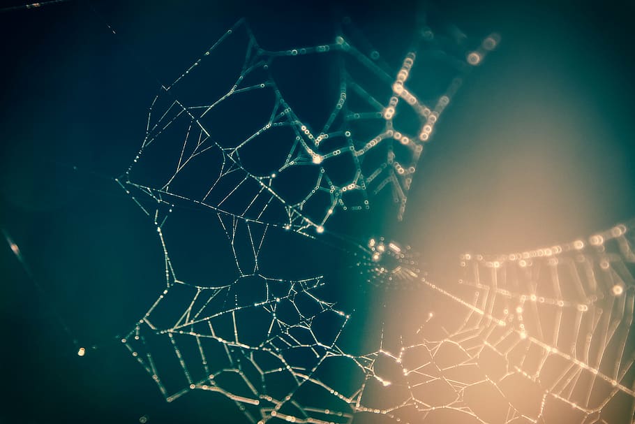 blur, blurry, close-up, cobweb, macro, network, spider's web HD wallpaper