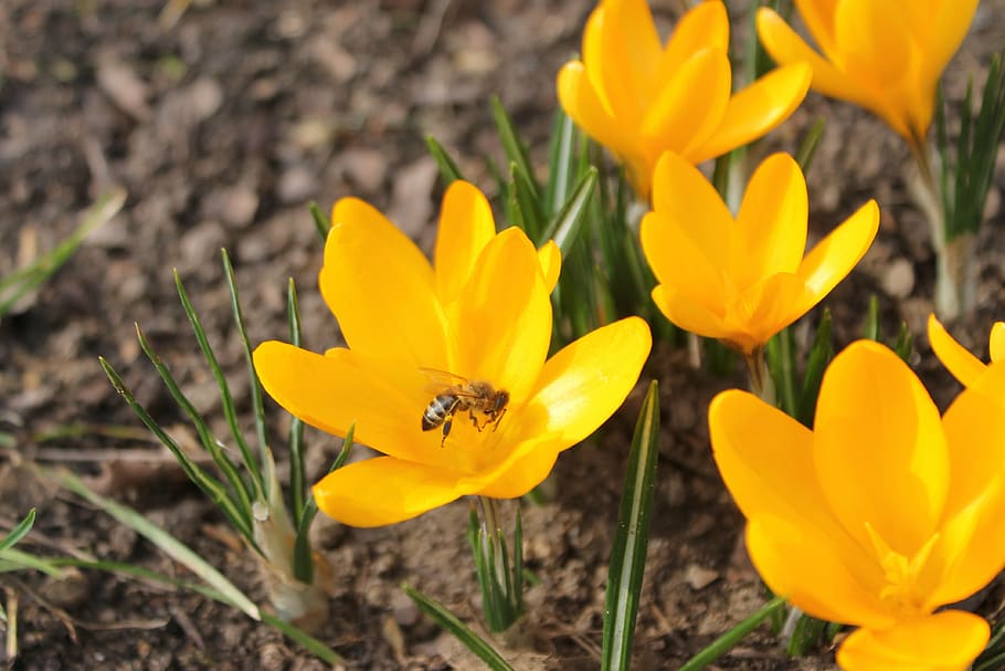 spring, krokos, flower, early bloomer, nature, yellow, springtime HD wallpaper