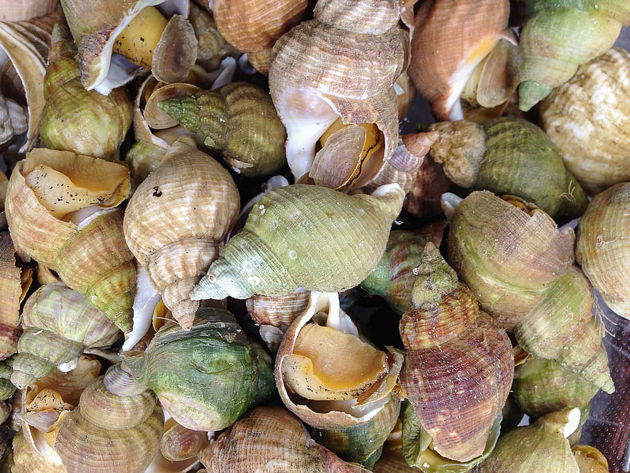 Whelk 1080P, 2K, 4K, 5K HD wallpapers free download | Wallpaper Flare