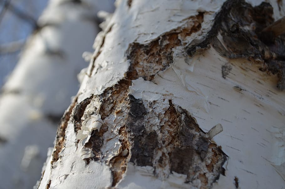 birch, tree, spring, trunk, birch bark, living nature, wood HD wallpaper