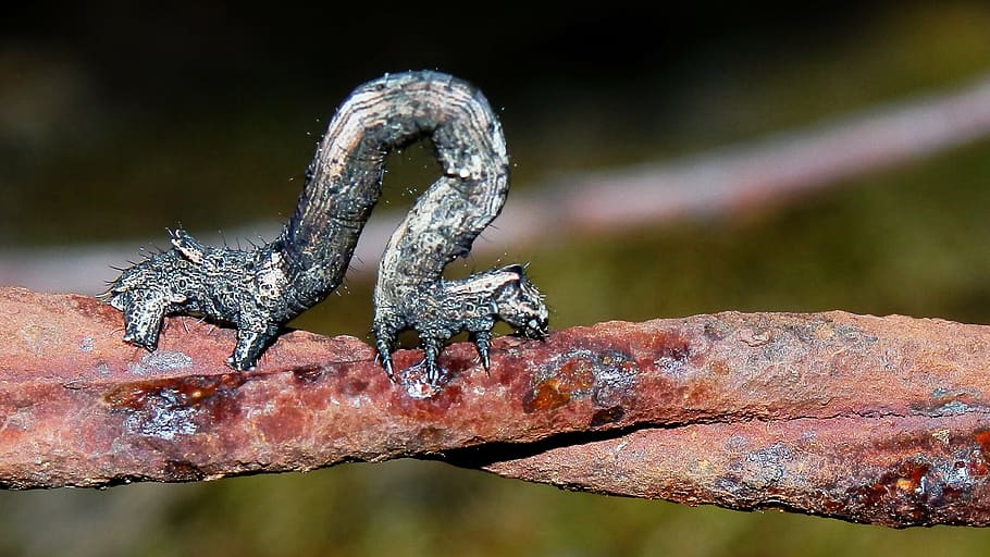 caterpillar, stick, insect, macro, wildlife, creature, natural HD wallpaper