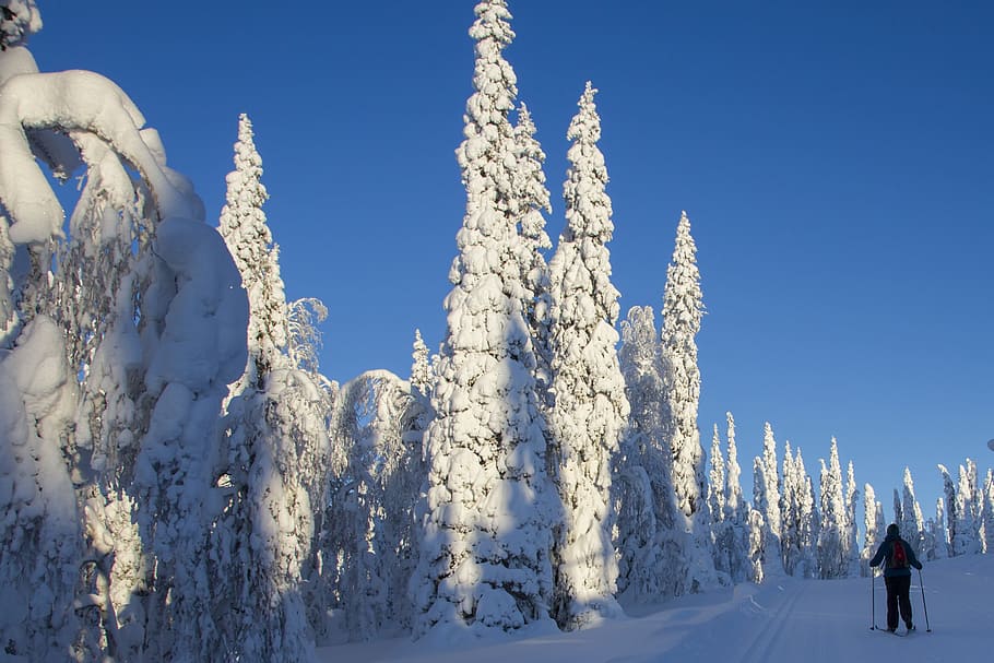 lapland, winter, snow, wintry, finland, cold, snowy, snow landscape, HD wallpaper