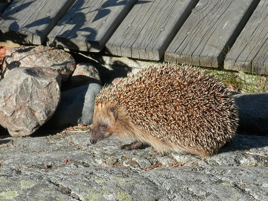 hedgehog, summer, villa, animal themes, mammal, animal wildlife HD wallpaper