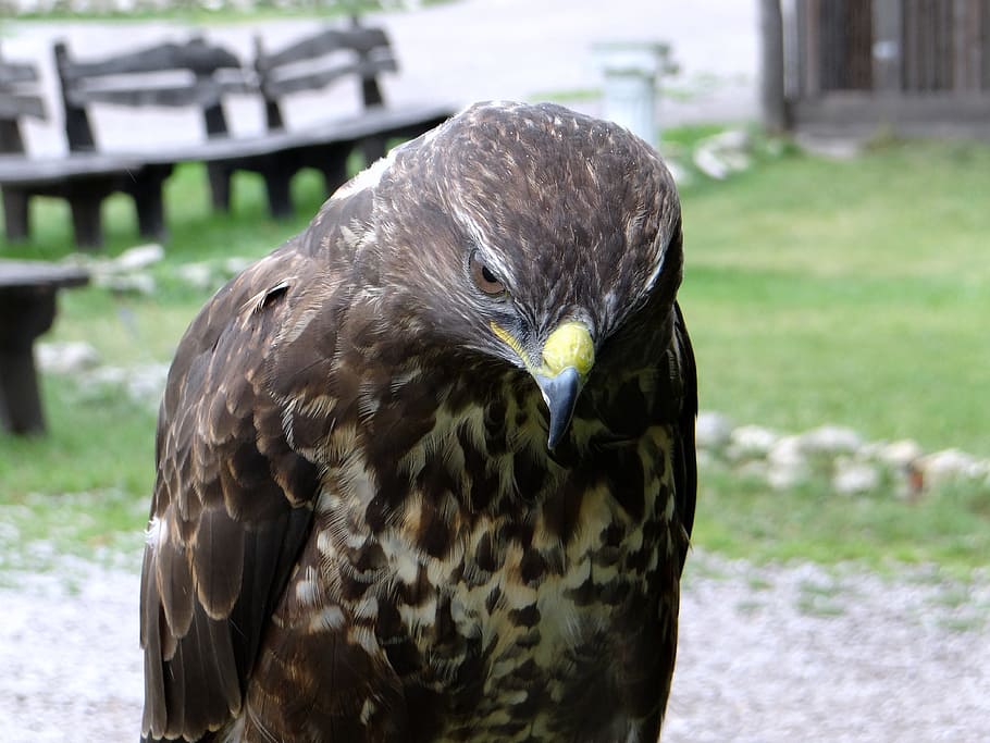 hawk, sadness, claws, beak, bird of prey, eyes, wisdom, predator HD wallpaper