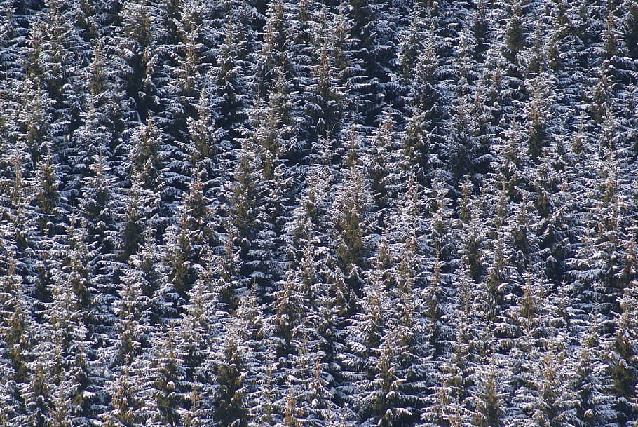 trees, forest, snow, winter, forests, landscape, nature, full frame HD wallpaper