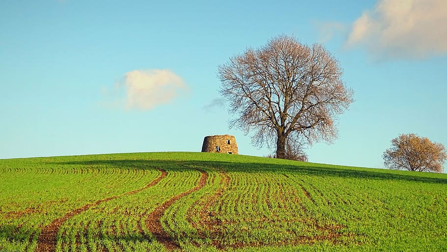 clouds, sky, tree, trees, windmill, grass, plant, land, field HD wallpaper