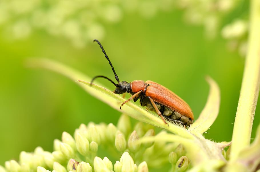 beetle, insect, macro, close, neck bracket, nature, garden HD wallpaper