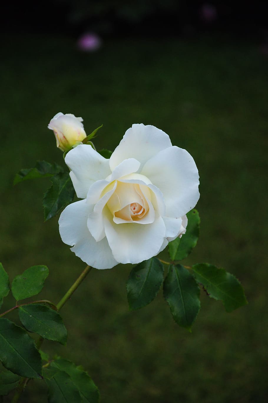 flower, rose, plant, flowering plant, petal, beauty in nature HD wallpaper