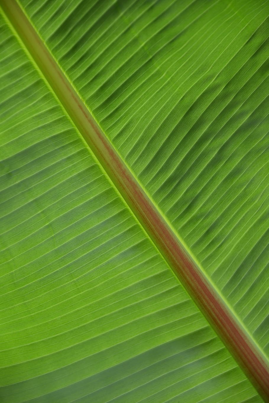 leaf, structure, plant, green, palm, palm leaf, light green HD wallpaper