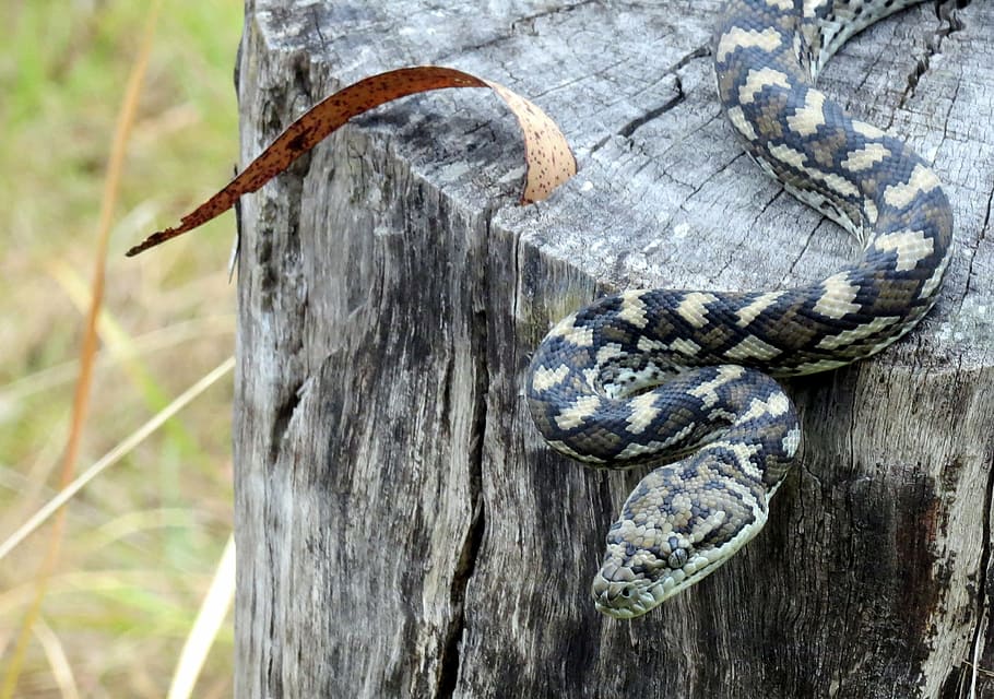 snake, python, reptile, animal, nature, wildlife, predator HD wallpaper