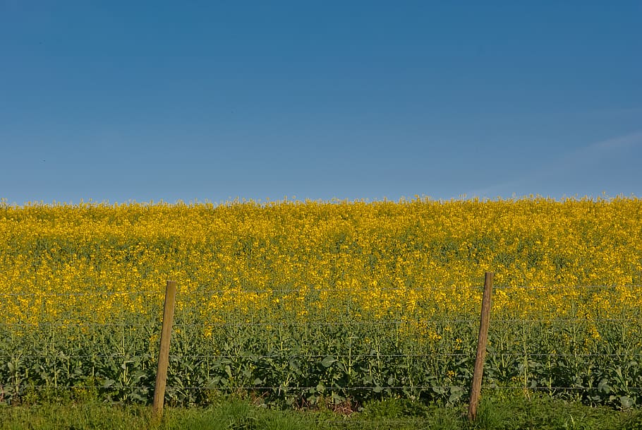 landscape, field, agro-industry, nature, sky, rapeseed, blue sky, HD wallpaper
