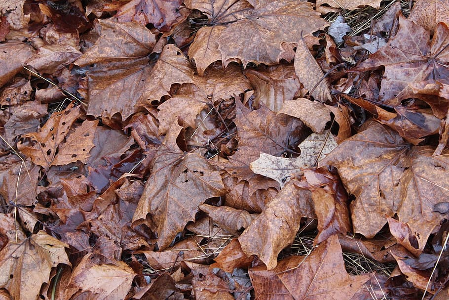 Leaves, Background, Dried, Fallen, nature, foliage, organic HD wallpaper