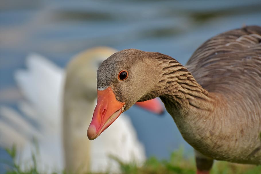 selective focus of duck, goose, poultry, bird, bill, domestic goose HD wallpaper