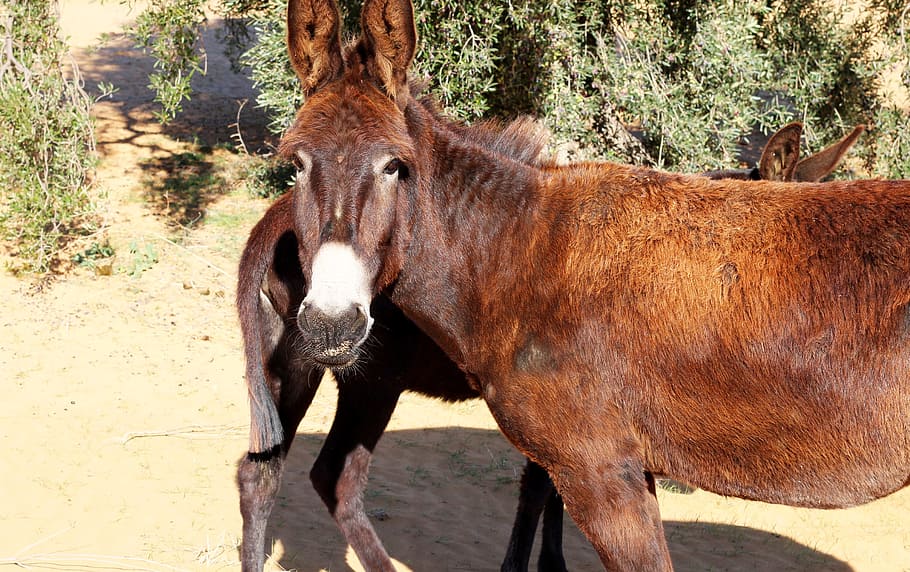 donkeys, animals, head, animal themes, mammal, vertebrate, domestic animals HD wallpaper