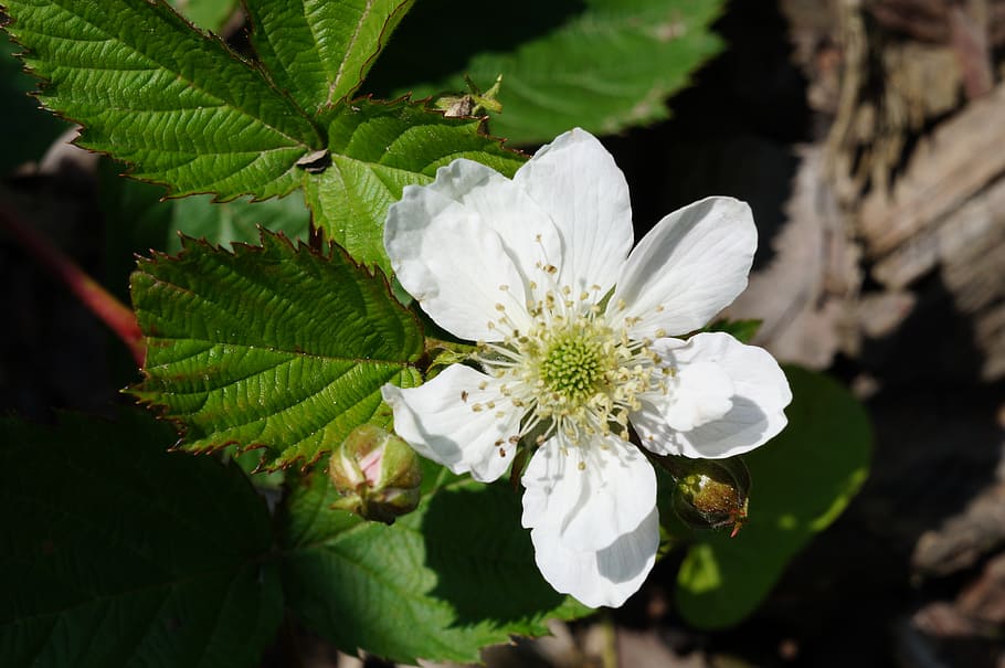 blackberry, white, fruit, sweet, edible, healthy, vine, delicious HD wallpaper
