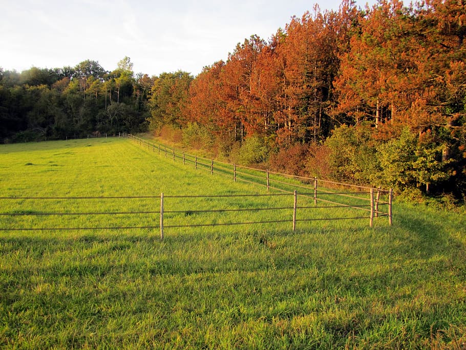 fields, trees, fall, landscape, plant, beauty in nature, tranquility HD wallpaper