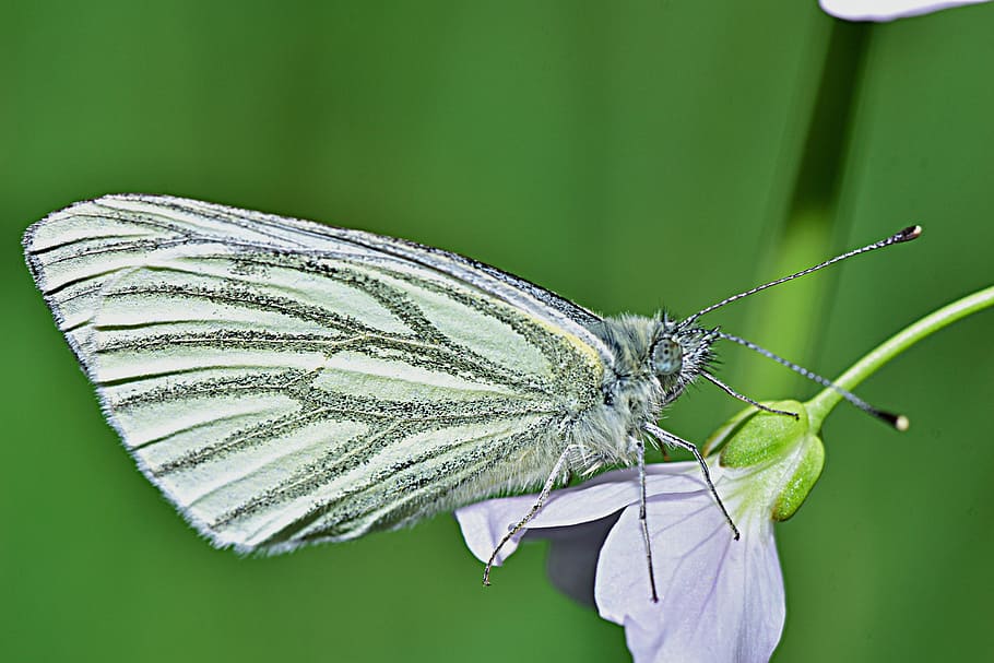 Nature, Butterfly, Macro, insect, one animal, green color, animal themes HD wallpaper