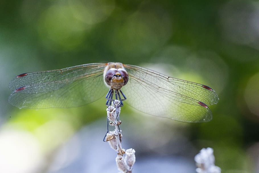 dragonfly, blurry background, lavender, insect, green, nature HD wallpaper