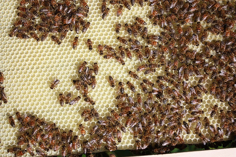 bees, beekeeping, honey, insect, beehive, beeswax, hexagon, HD wallpaper