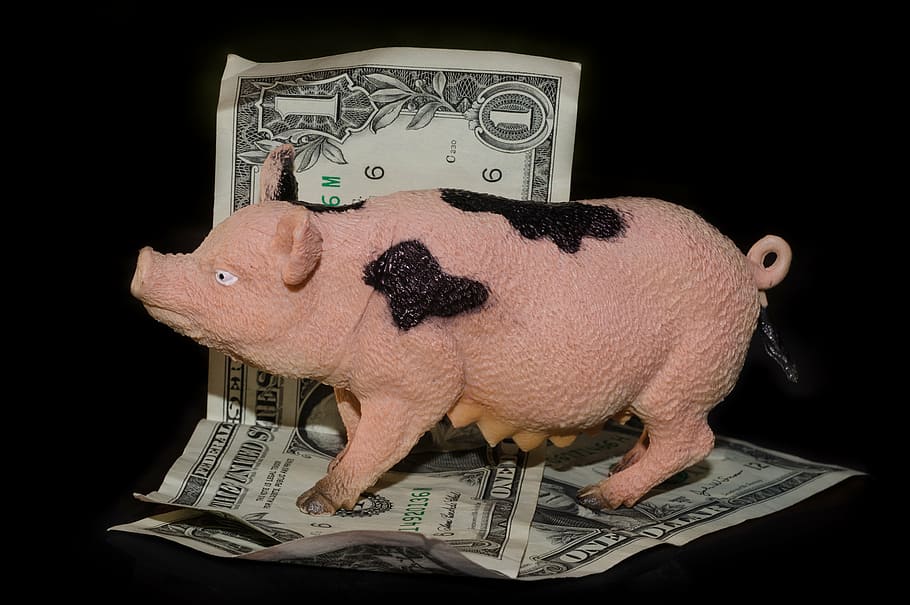 pink pig figurine on 1 US dollar banknote, greedy, money, cash