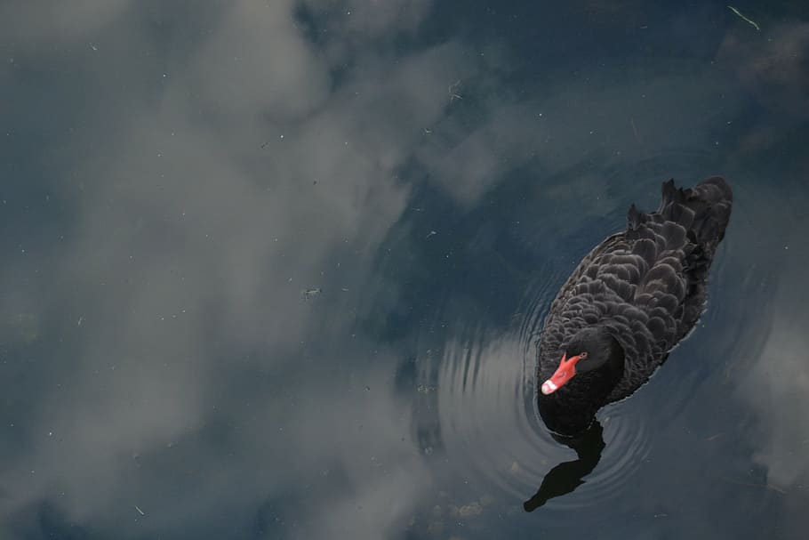 swan, reflection, water, river, sky, nature, animal themes HD wallpaper