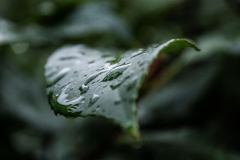 raindrop, green, leaf, nature, plant, drop of water, leaves HD wallpaper