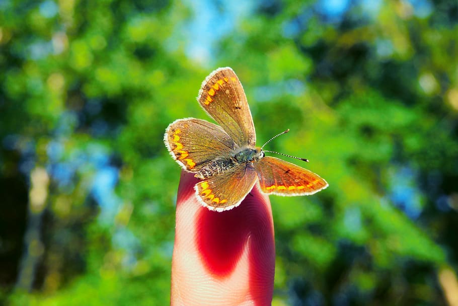 selective focus photography of person handling copper butterfly, HD wallpaper