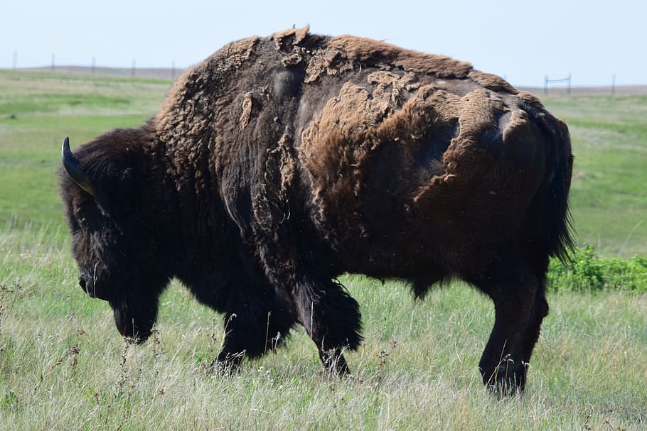 buffalo, bison, wildlife, grass, field, land, animal themes HD wallpaper