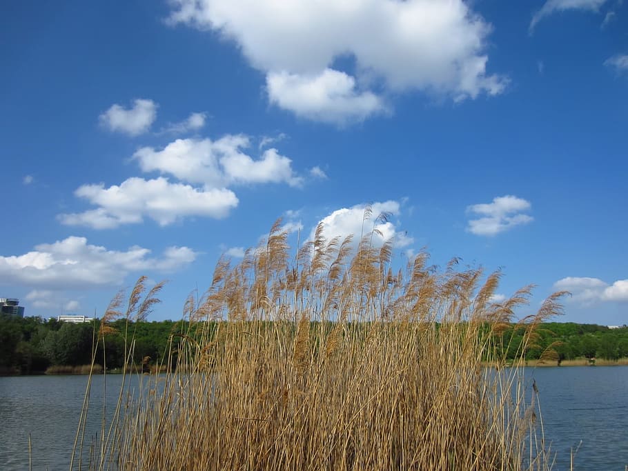 Reed, Pond, Clouds, schäfchen, nature, lake, water, sky, blue HD wallpaper