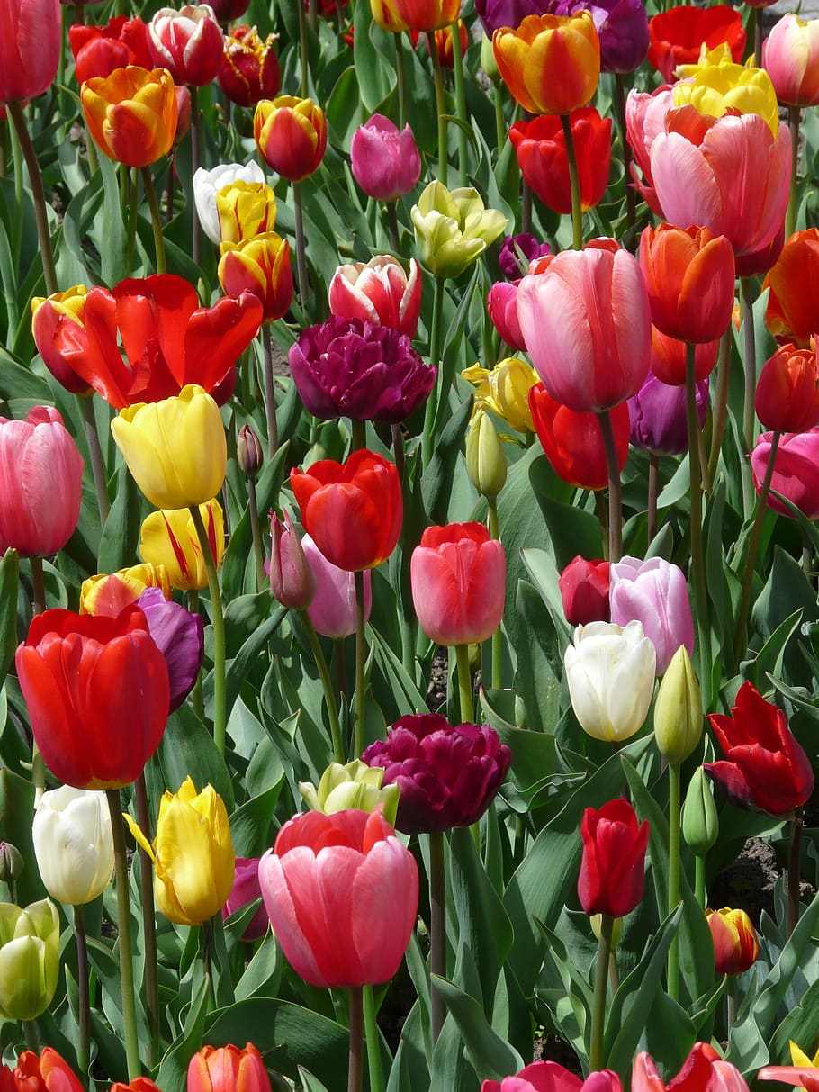 tulips, tulpenbluete, flowers, tulip field, colorful, spring, HD wallpaper