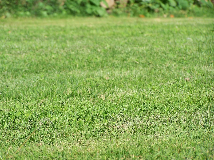 grass, environment, soil, green, plant, field, green color HD wallpaper