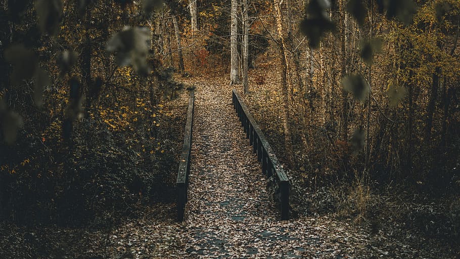 wooden bridge surrounded by trees at daytime, photo of concrete bridge surrounded by trees during daytime HD wallpaper