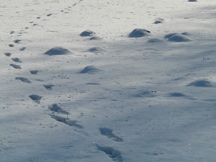 Molehill, Footprint, Wintry, Cold, winter, snow, nature, no people HD wallpaper