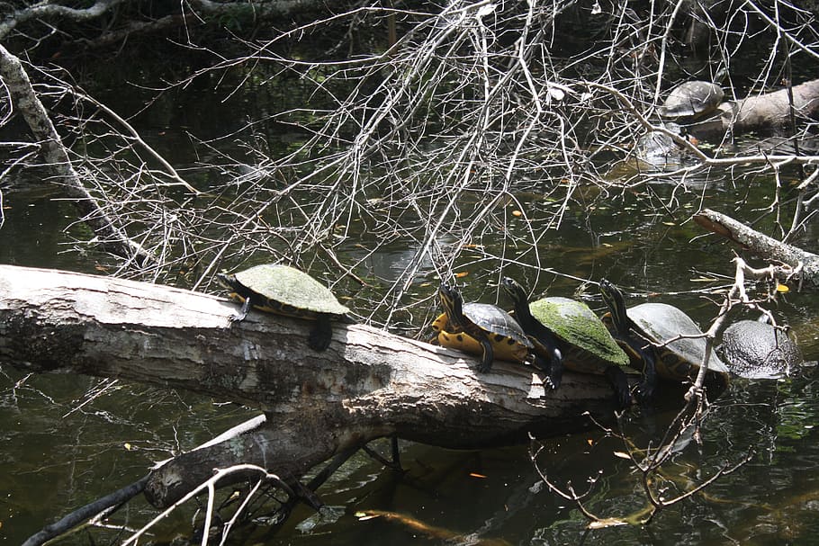 cooter, turtle, turtles, racer backs, wildlife, nature, reptile HD wallpaper