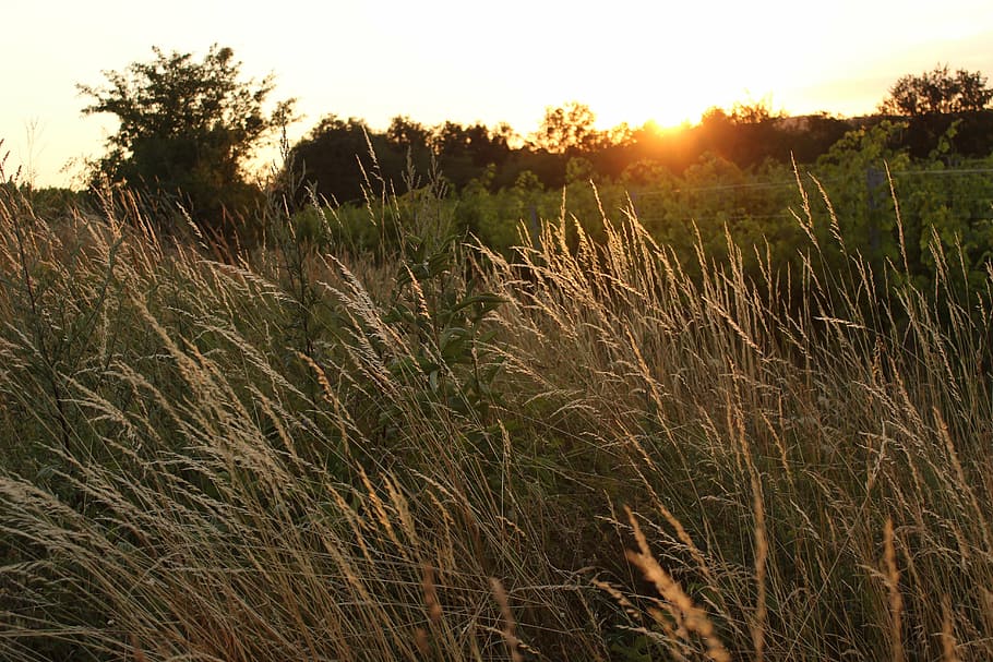 sunset, orange, field, abendstimmung, sky, evening, evening sky HD wallpaper