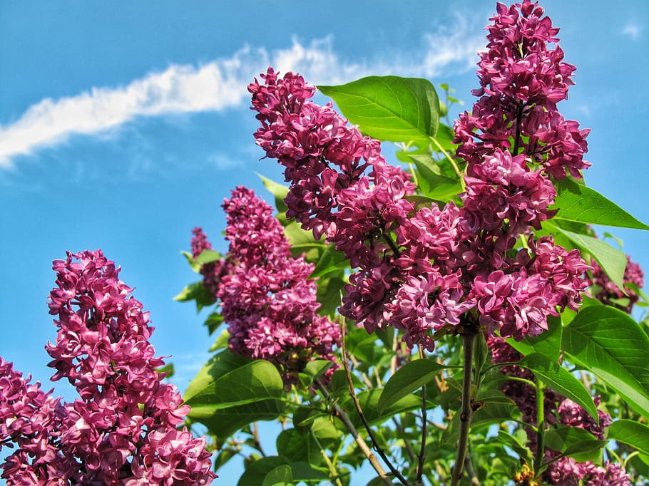 lilacs, flowers, spring, plant, flowering plant, growth, vulnerability HD wallpaper