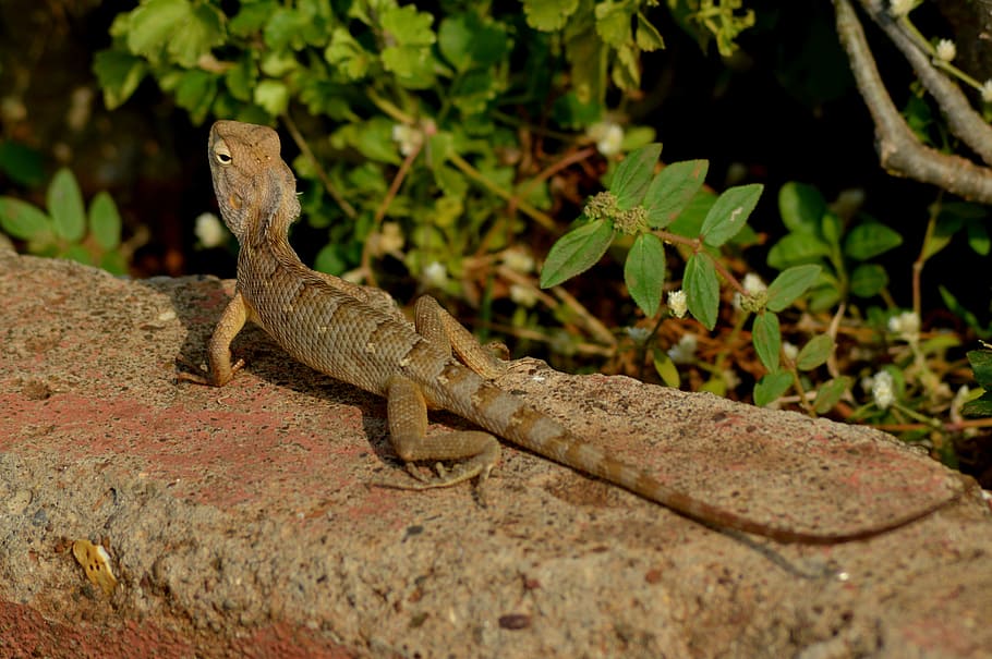 chameleon, reptile, lizard, animal themes, animals in the wild HD wallpaper