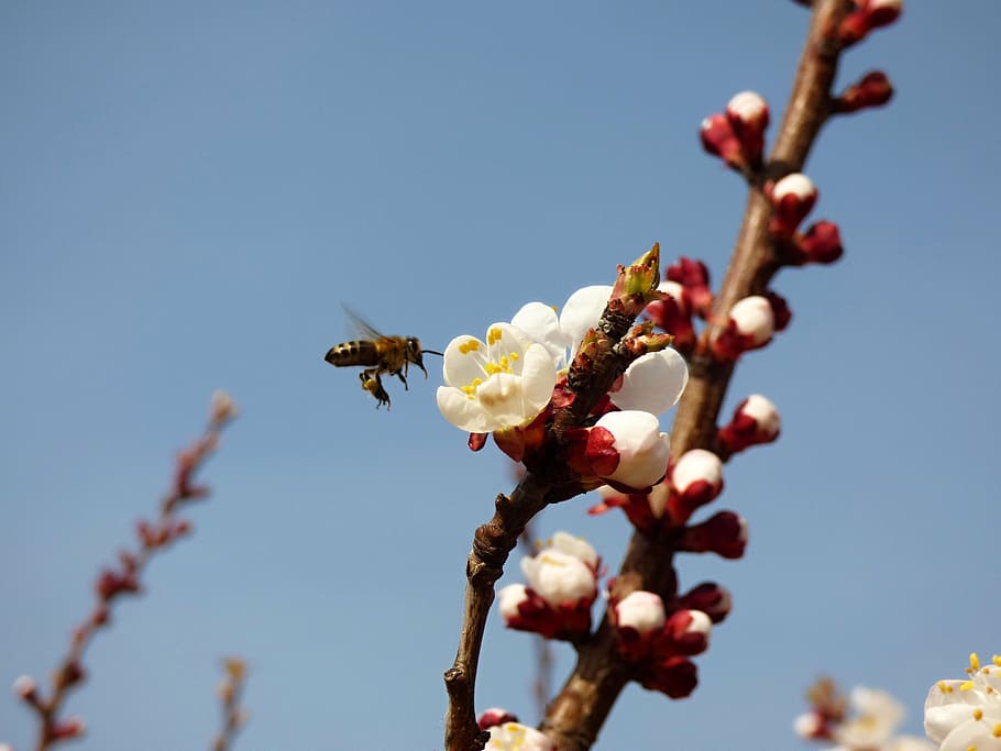 bee, flower, apricot, plant, growth, flowering plant, fragility HD wallpaper
