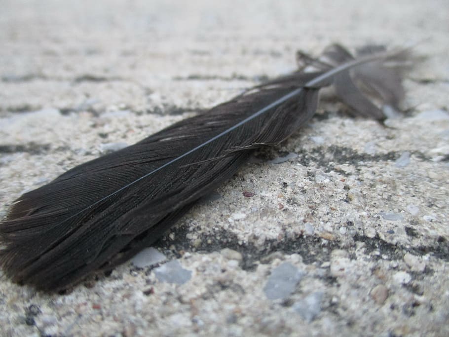 bird, feather, fly, close-up, no people, nature, selective focus HD wallpaper