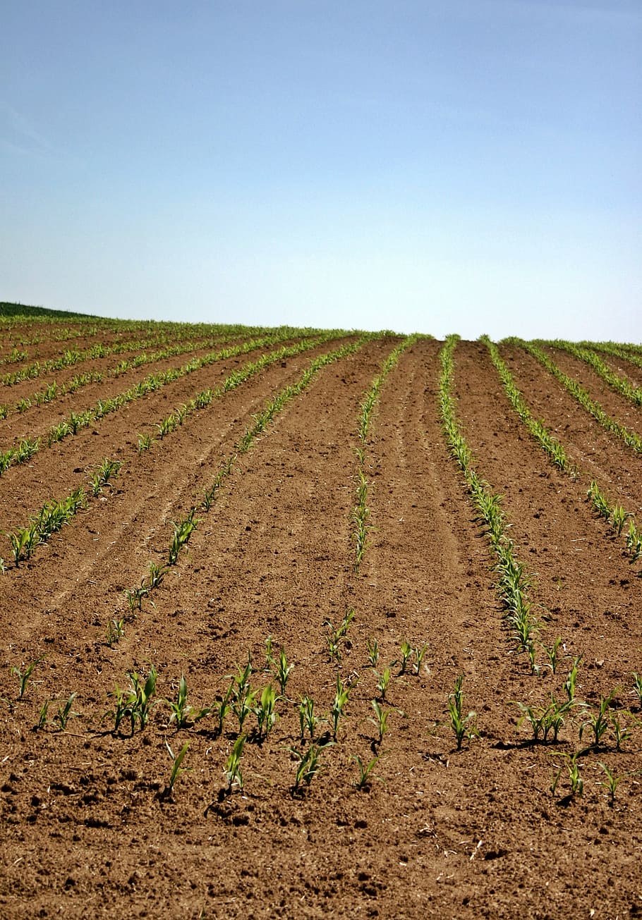 arable, field, corn, plant, young plants, green, landscape HD wallpaper