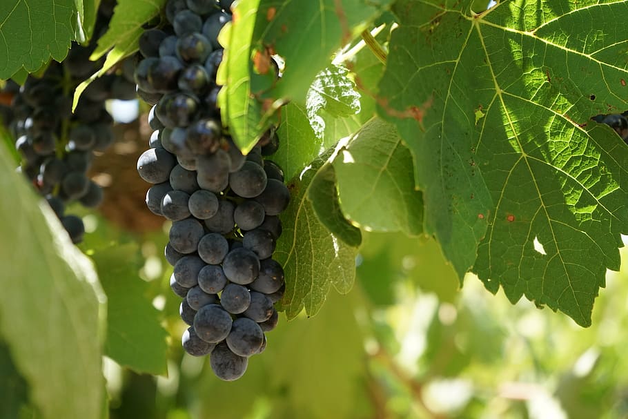 bundle of grape fruits, wine, grapes, vineyard, leaf, food HD wallpaper