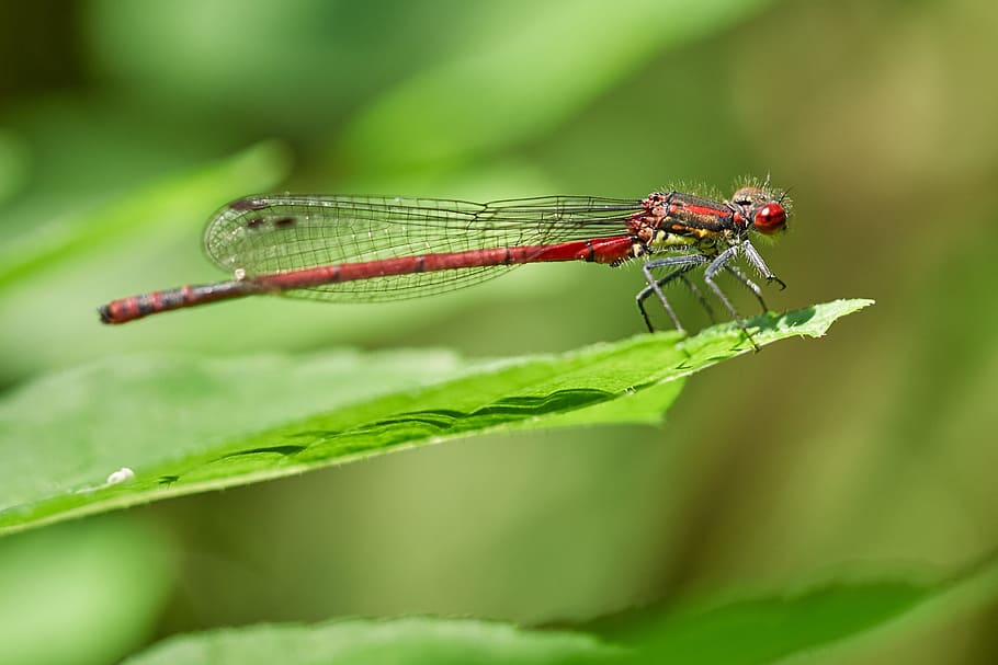 dragonfly, nature, close, insect, macro, animal, red dragonfly HD wallpaper