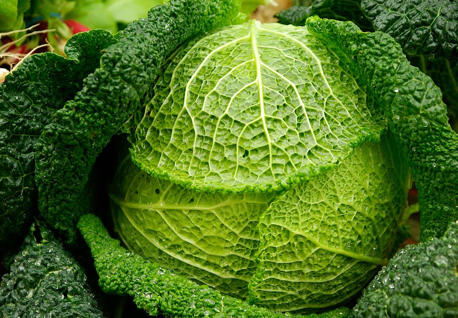 close-up photography of green vegetable, cabbage, vegetables HD wallpaper
