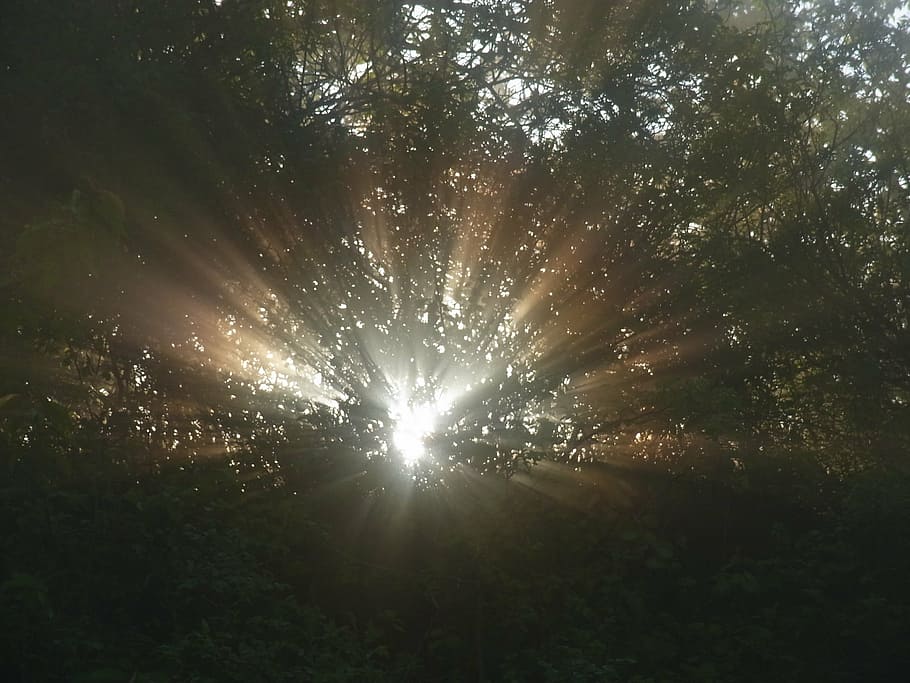 nature, sun, sunbeam, forest, tree, trees, landscape, mood HD wallpaper